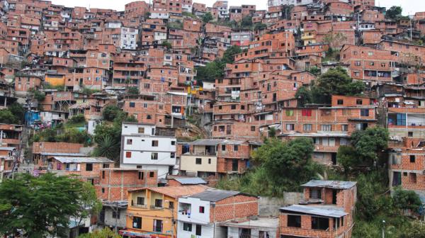 medellin colombia trees