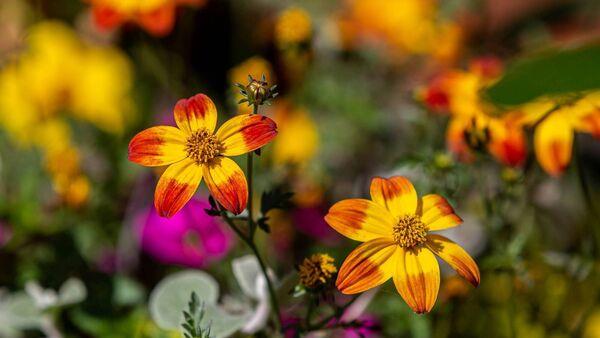 Peter Dowdall: Plants to add pizzazz to summer gardens